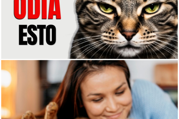 7 cosas que haces sin saber que tu gato odia 😾