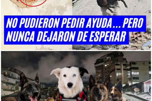 El milagro entre los escombros: Tsunami y las huellas de esperanza que...